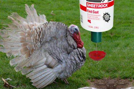 Slate Turkey Using Automatic Turkey Feeder