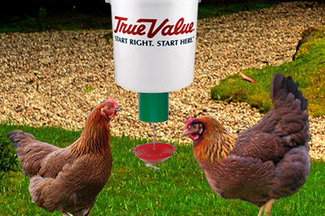 Welsummer Chicken Using Automatic Chicken Feeder