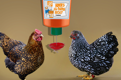 Wyandotte Chicken Using Automatic Chicken Feeder