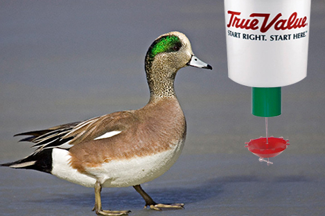 American wigeon Duck Using Automatic Duck Feeder