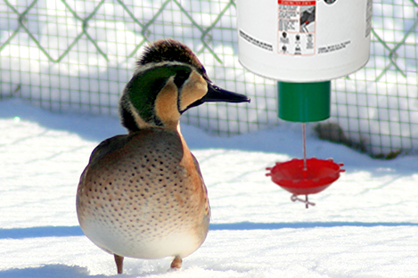 Baikal Teal Duck Using Automatic Duck Feeder