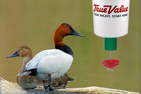 Canvasback Duck Using Automatic Duck Feeder