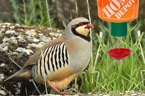 Chukar   Pheasant  using automatic poultry feeder