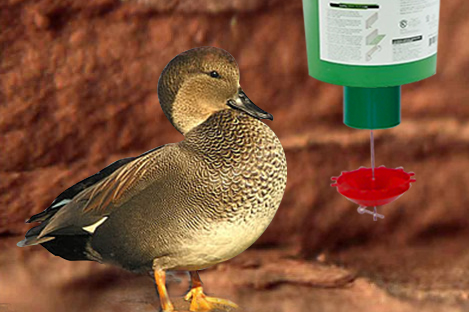 Gadwalls Duck Using Automatic Duck Feeder