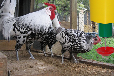 Hamburg Chicken Using Automatic Chicken Feeder