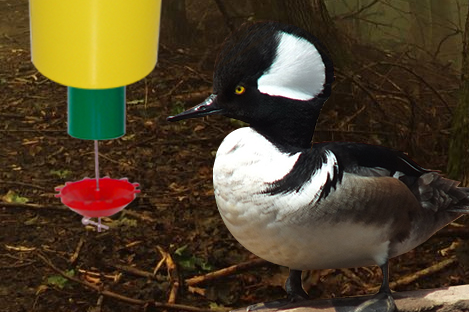 Hooded Merganser Duck Using Automatic Duck Feeder