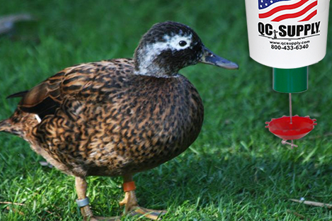 Laysan Duck Using Automatic Duck Feeder