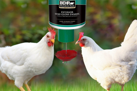 Leghorn-automatic-chicken-feeder