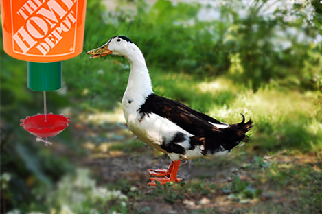 Magpie Duck Using Automatic Duck Feeder