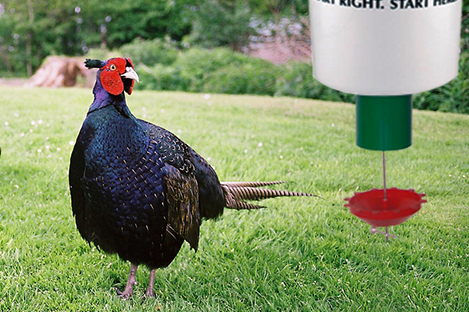 Melanistic Mutant  Pheasant  using automatic poultry feeder