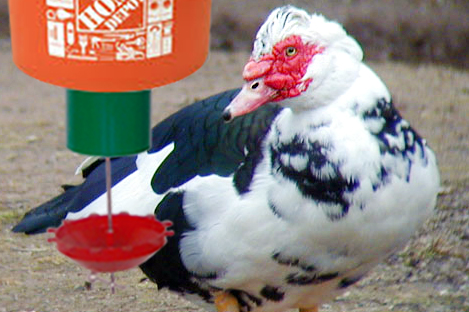 Muscovy Duck Using Automatic Duck Feeder