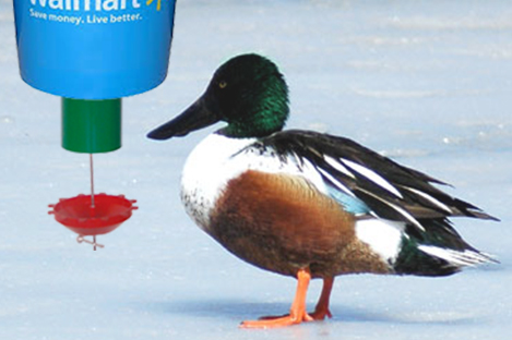 Northern Shoveler  Duck Using Automatic Duck Feeder