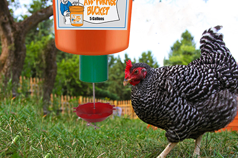 Plymouth Rock Chicken Using Automatic Chicken feeder