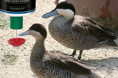 Puna Teal Duck Using Automatic Duck Feeder