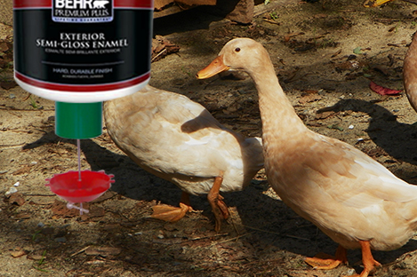 Saxony Duck Using Automatic Duck Feeder