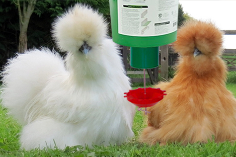 Silkies Chicken Using Automatic Chicken Feeder