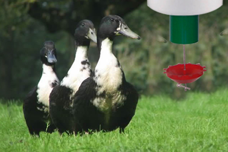 Swedish  Duck Using Automatic Duck Feeder